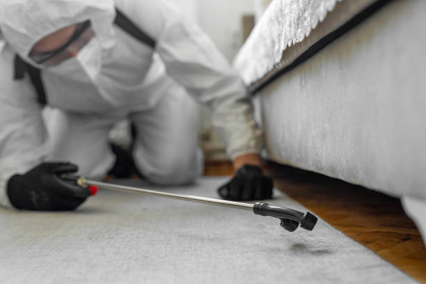 Professional Ant Control technician working in East Village, CT